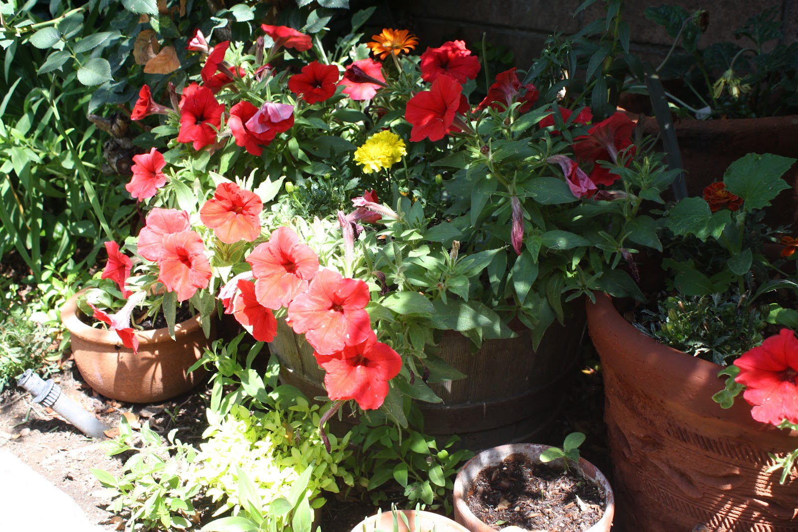 Sunny Simple Life Adding Color to Any Area of Your Garden